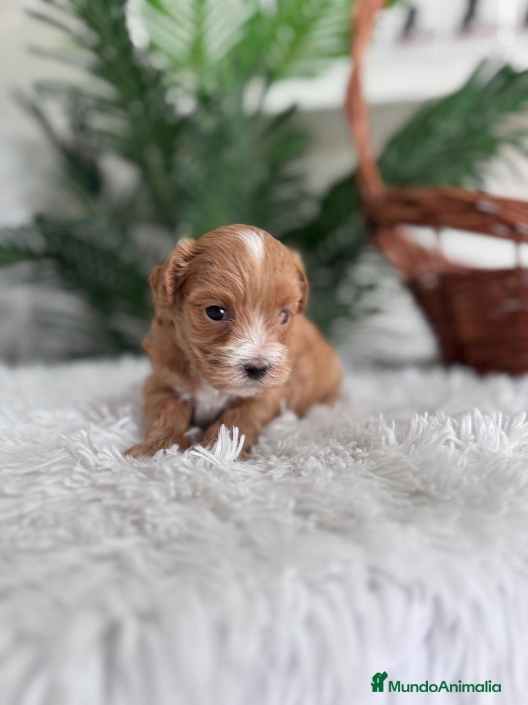 Maltipoo perros en venta: MALTIPOO - Imagen 10