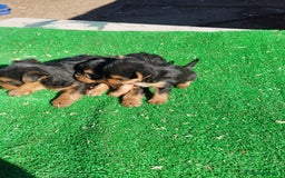 Yorkshire Terrier perros en venta: Yorkshire terrier toy - Imagen 4