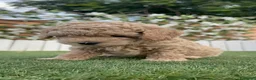Caniche Enano perros en venta: CANICHE ENANO - Anuncio 9