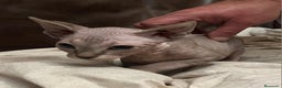 Sphynx gatos en venta: Gata sphynx  - Anuncio 1