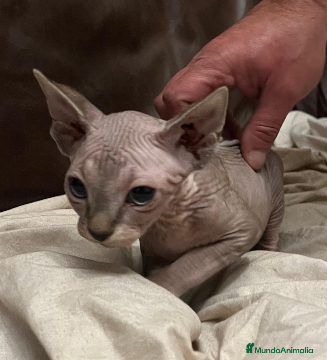 Sphynx gatos en venta: Gata sphynx  - Anuncio 1