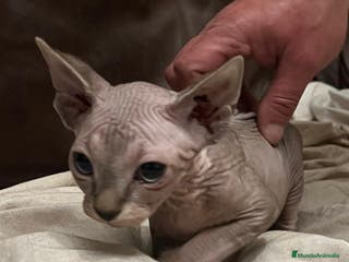 Sphynx gatos Gata sphynx - Anuncio 5