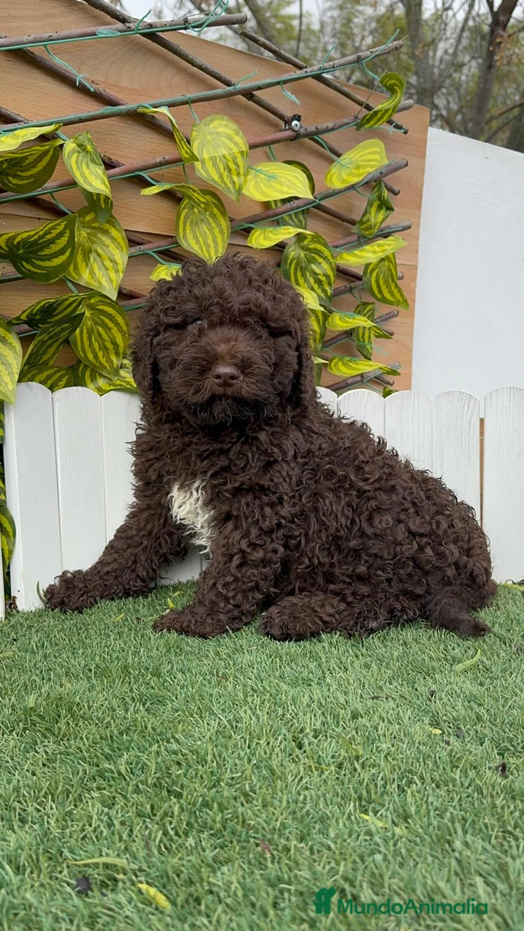 Perro de Agua Español perros en venta: PERRO DE AGUA HEMBRAS - Anuncio 6