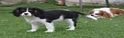 Cavalier King Charles Spaniel perros en venta: hembra tricolor calidad compañia - Anuncio 4