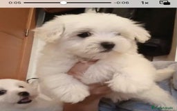 Bichón Maltés perros en venta: Bichon maltés  - Imagen 2