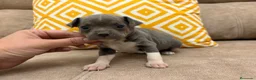 Chihuahua perros en venta: Preciosos Chihuahuas blue - Anuncio 4