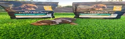 Teckel Miniatura perros en venta: TECKEL MINIATURA EN SEVILLA - Anuncio 2