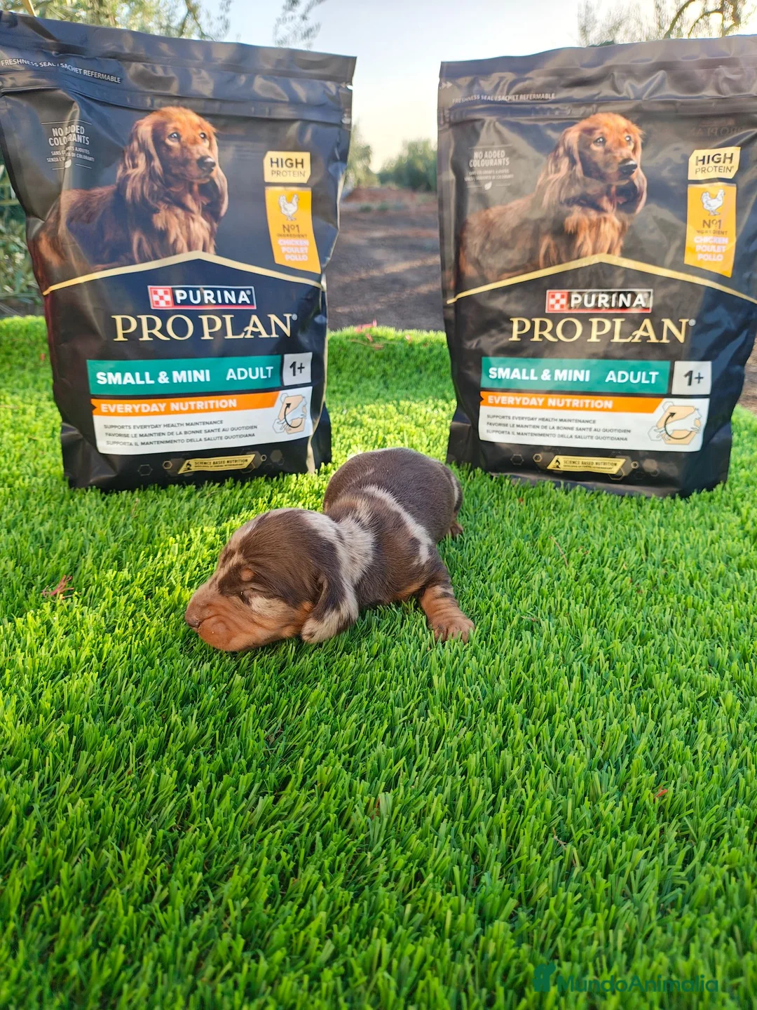 Teckel Miniatura perros en venta: TECKEL MINIATURA EN SEVILLA - Anuncio 2