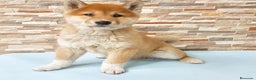 Shiba Inu perros en venta: Shiba ibu - Anuncio 4