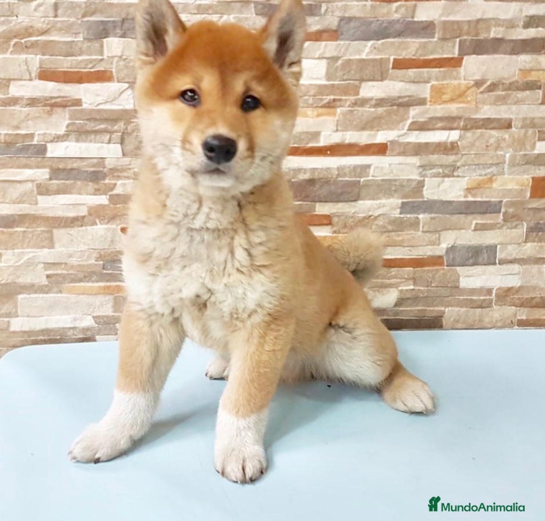 Shiba Inu perros en venta: Shiba ibu - Anuncio 4
