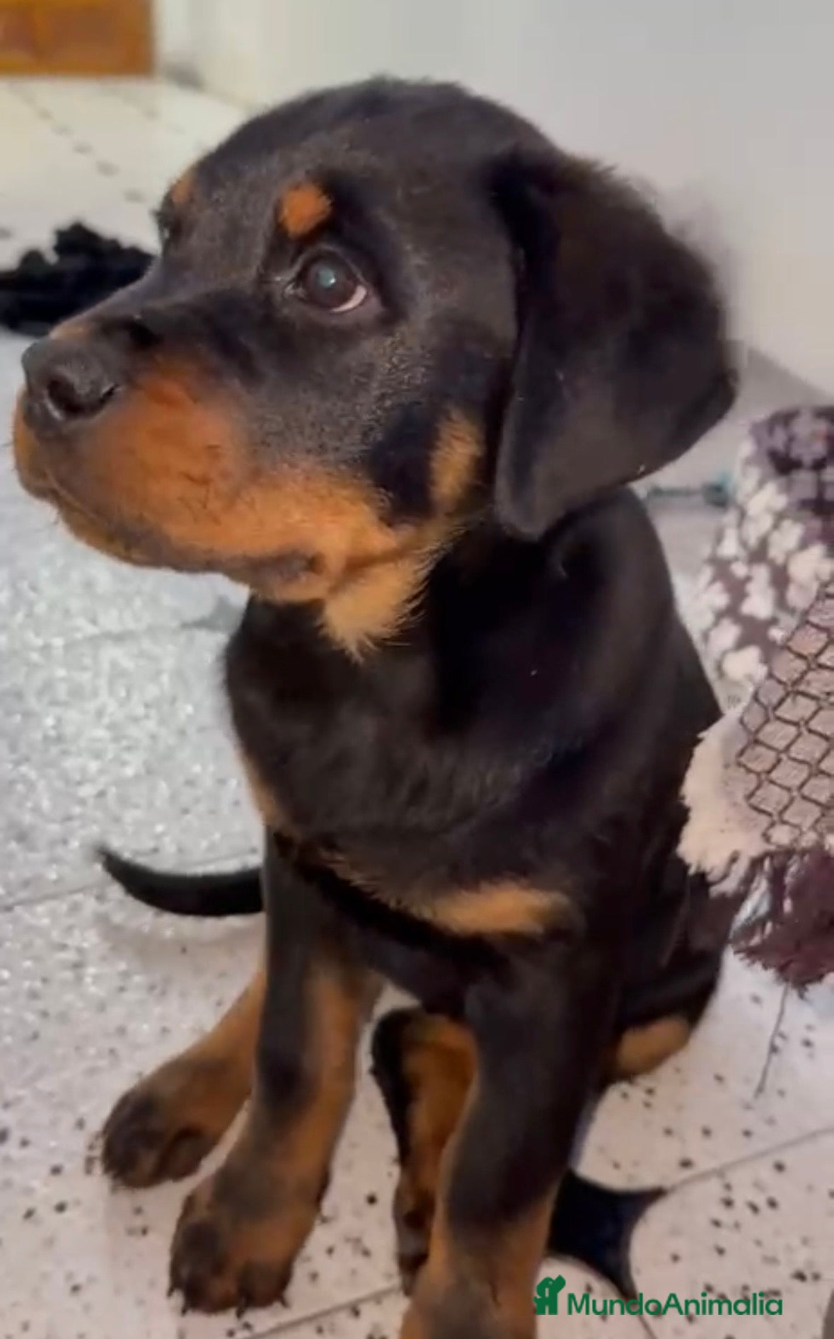 Rottweiler perros Hembra de rotweiller  - Anuncio 2