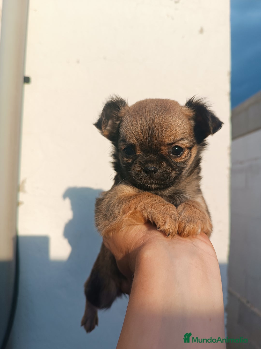 Chihuahua perros en venta: Chihuahuas - Imagen 15