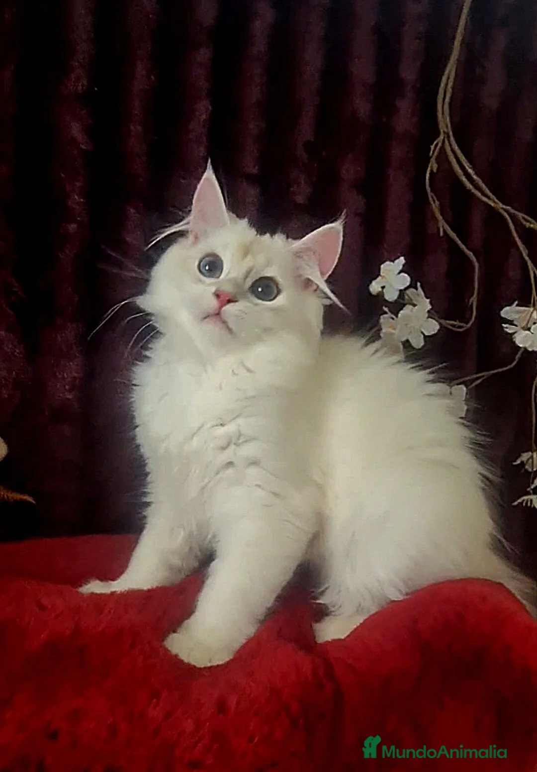 Imagen de galería {{count}}