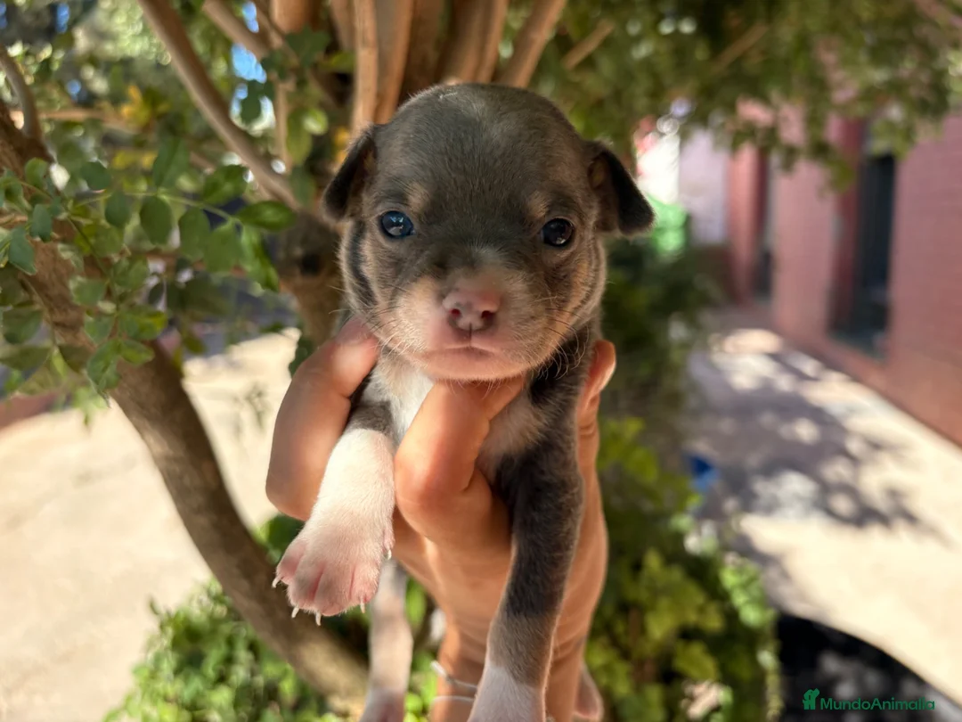 Chihuahua perros en venta: Chihuahuas blue - Anuncio 2