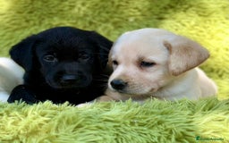 Labrador Retriever perros en venta: Labrador retriever  - Imagen 2