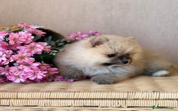 Pomerania perros en venta: Pomerania hembra color sable !!! - Imagen 2