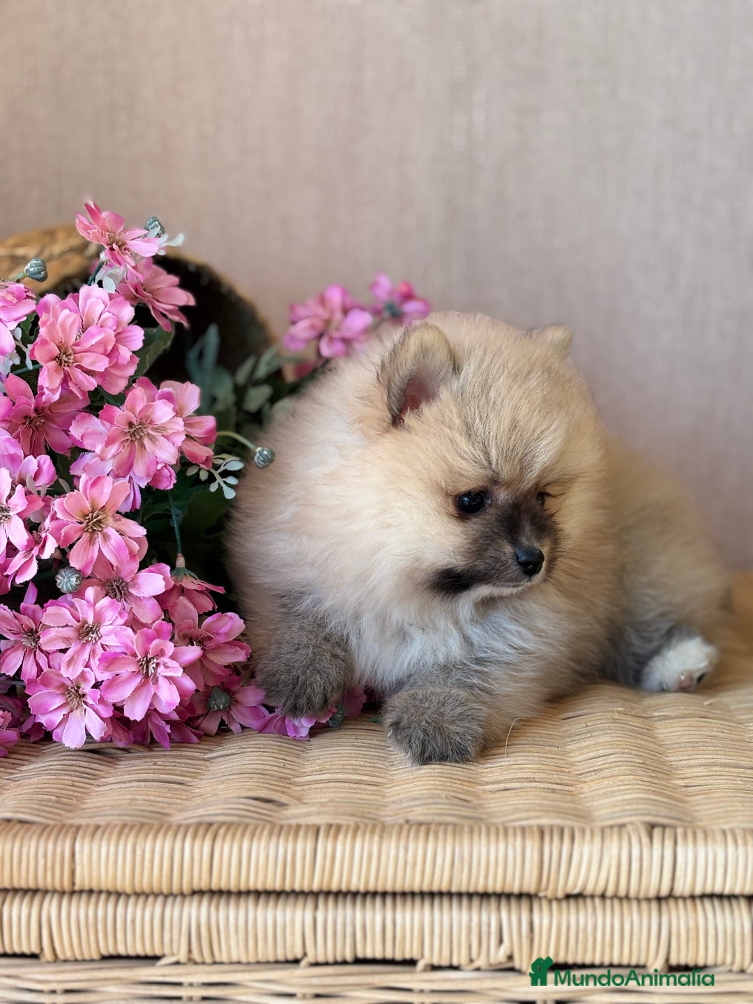 Pomerania perros en venta: Pomerania hembra color sable !!! - Imagen 2