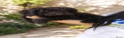 Perro de Agua Español perros en venta: Última Perra de agua chocolate!!!🐶🐾 - Anuncio 1