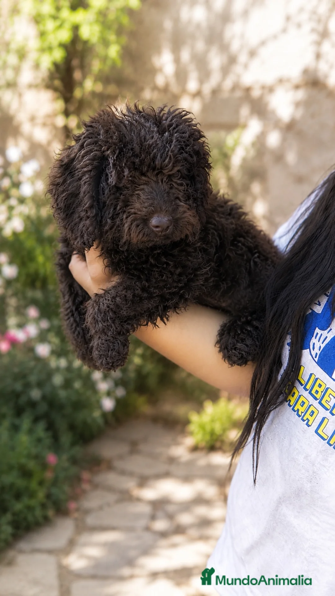 Perro de Agua Español perros en venta: Última Perra de agua chocolate!!!🐶🐾 - Anuncio 1