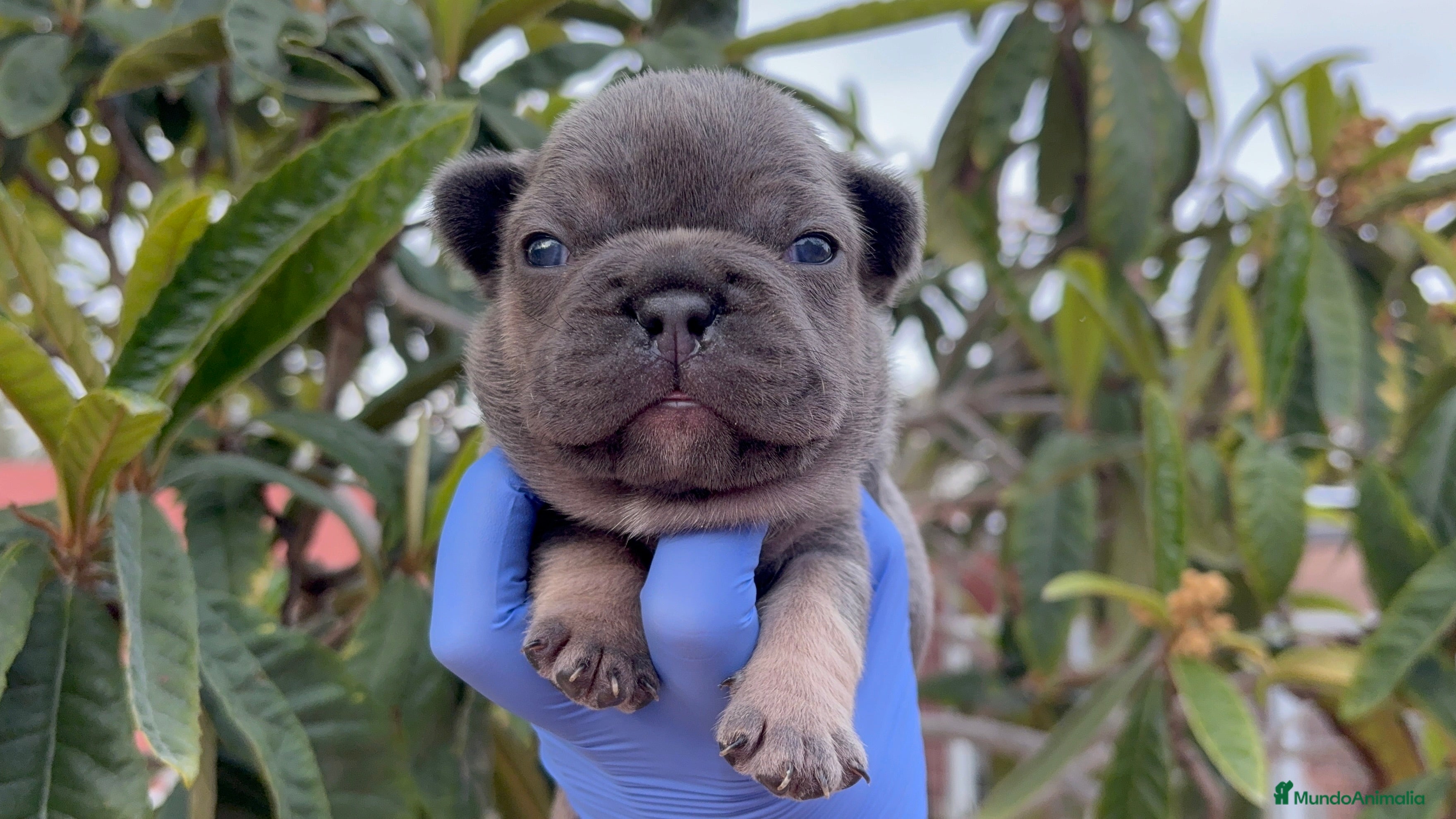Bulldog Francés perros Bulldog francés  - Anuncio 7