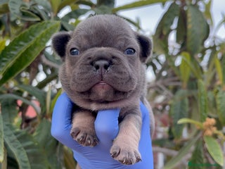 Bulldog Francés perros Bulldog francés - Anuncio 1