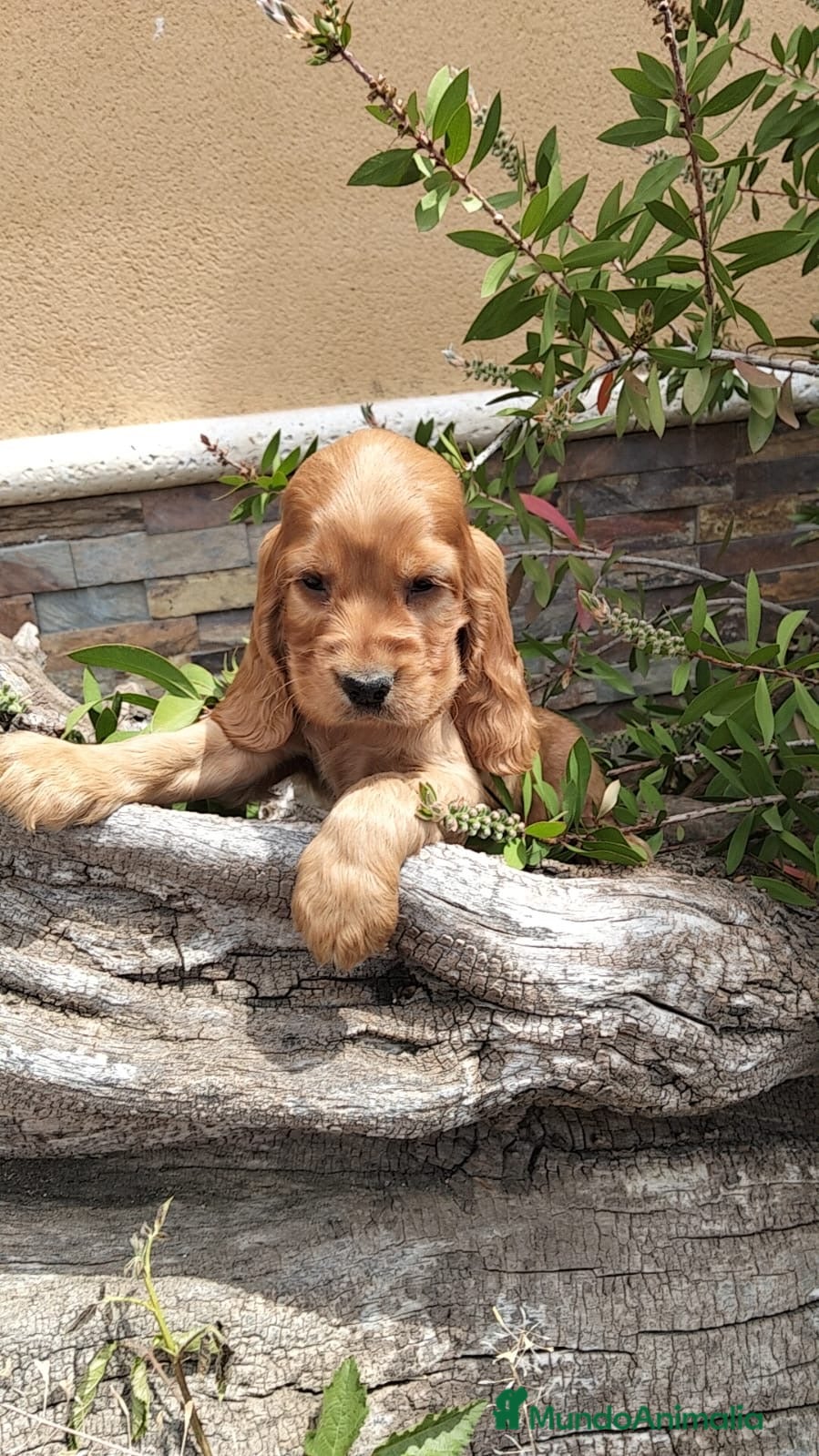 Cocker Spaniel Inglés perros Cocker dorado  - Anuncio 10