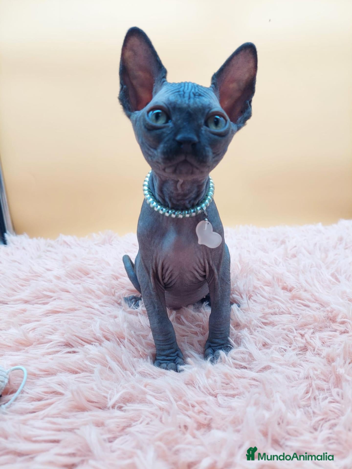 Sphynx gatos Bonito machito negro  - Anuncio 1