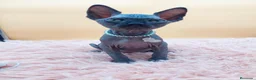 Sphynx gatos en venta: Bonito machito negro  - Anuncio 1