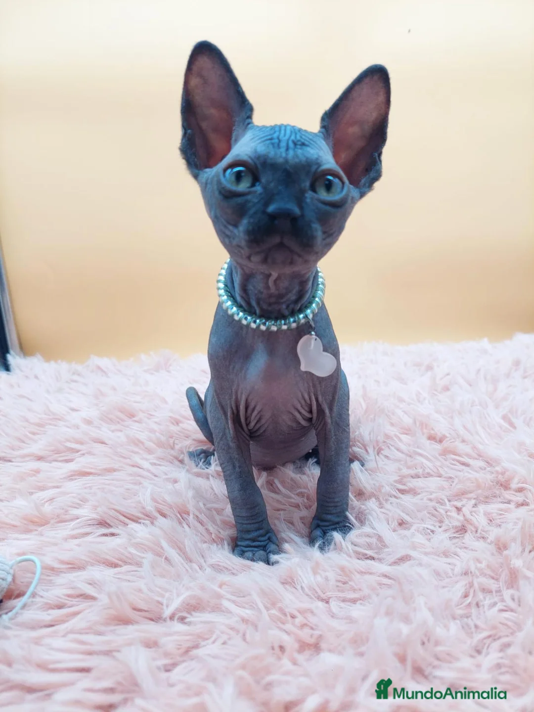 Sphynx gatos en venta: Bonito machito negro  - Anuncio 1