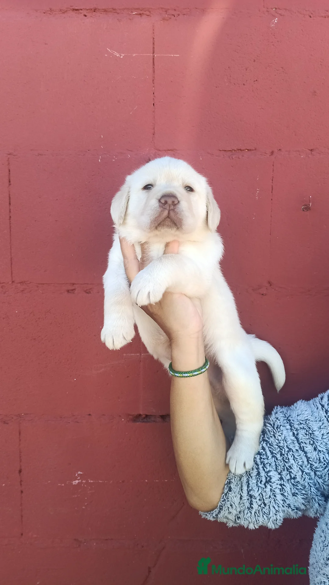 Labrador Retriever perros en venta: Labrador retriever dorado  - Anuncio 2