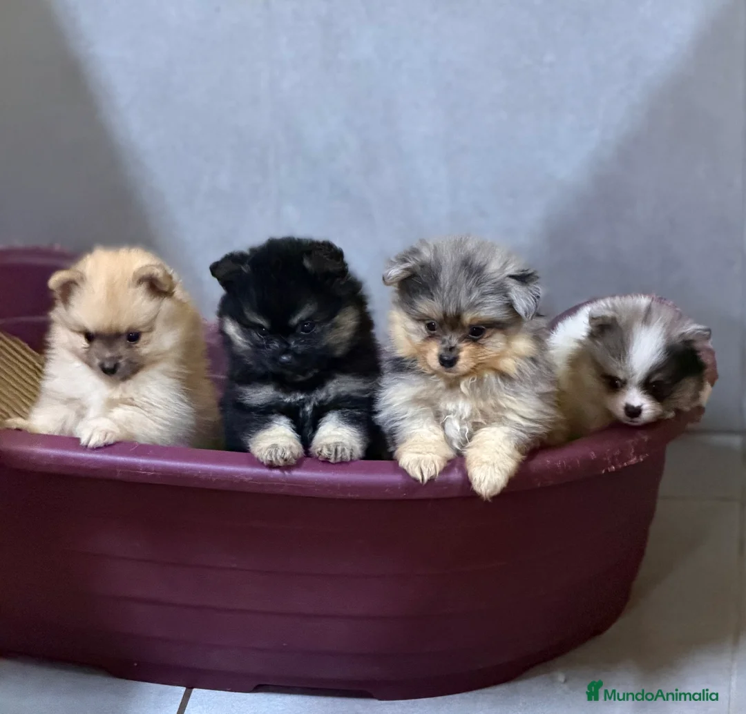 Pomerania perros en venta: Camada Pomerania Toy cara de oso  - Anuncio 2