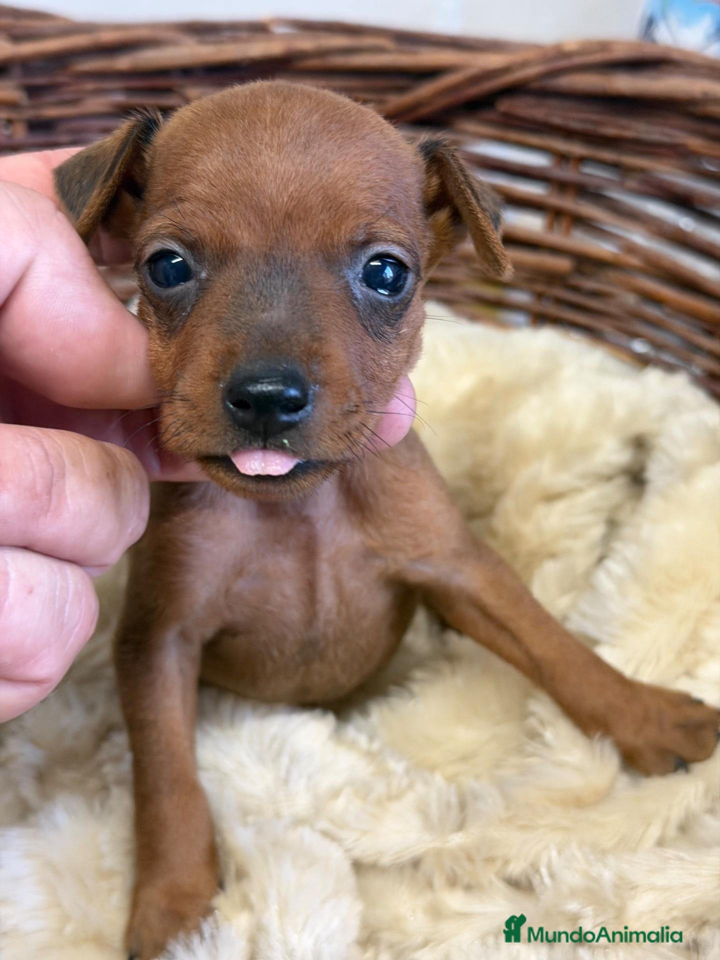 Pinscher Miniatura perros MINI PINSCHER - Anuncio 22