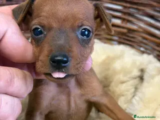 Pinscher Miniatura perros MINI PINSCHER - Anuncio 5