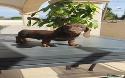 Teckel Miniatura perros en venta: Teckel mini chocolate ♂️🍫 - Imagen 5