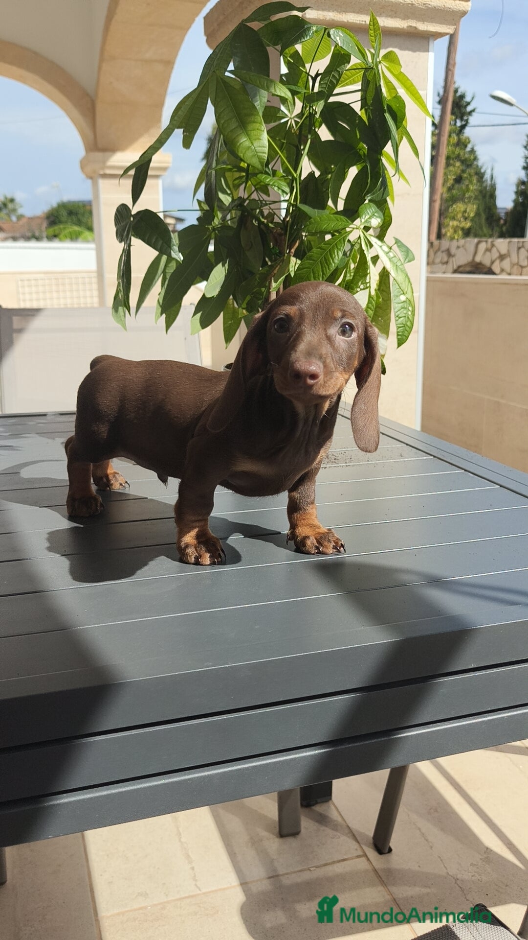 Teckel Miniatura perros en venta: Teckel mini chocolate ♂️🍫 - Imagen 5