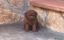 Caniche Toy perros en venta: caniche toy rojo - Imagen 5