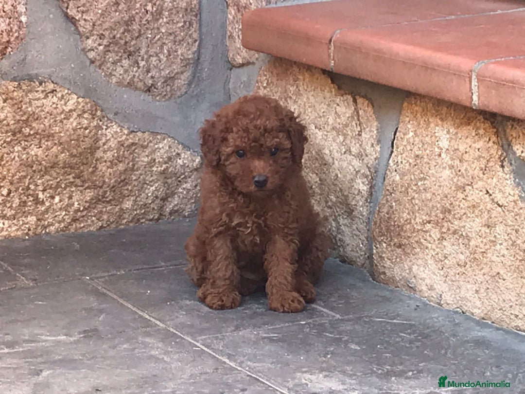Caniche Toy perros en venta: caniche toy rojo - Imagen 5