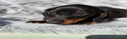 Teckel Miniatura perros en venta: Teckel negro fuego  - Anuncio 4