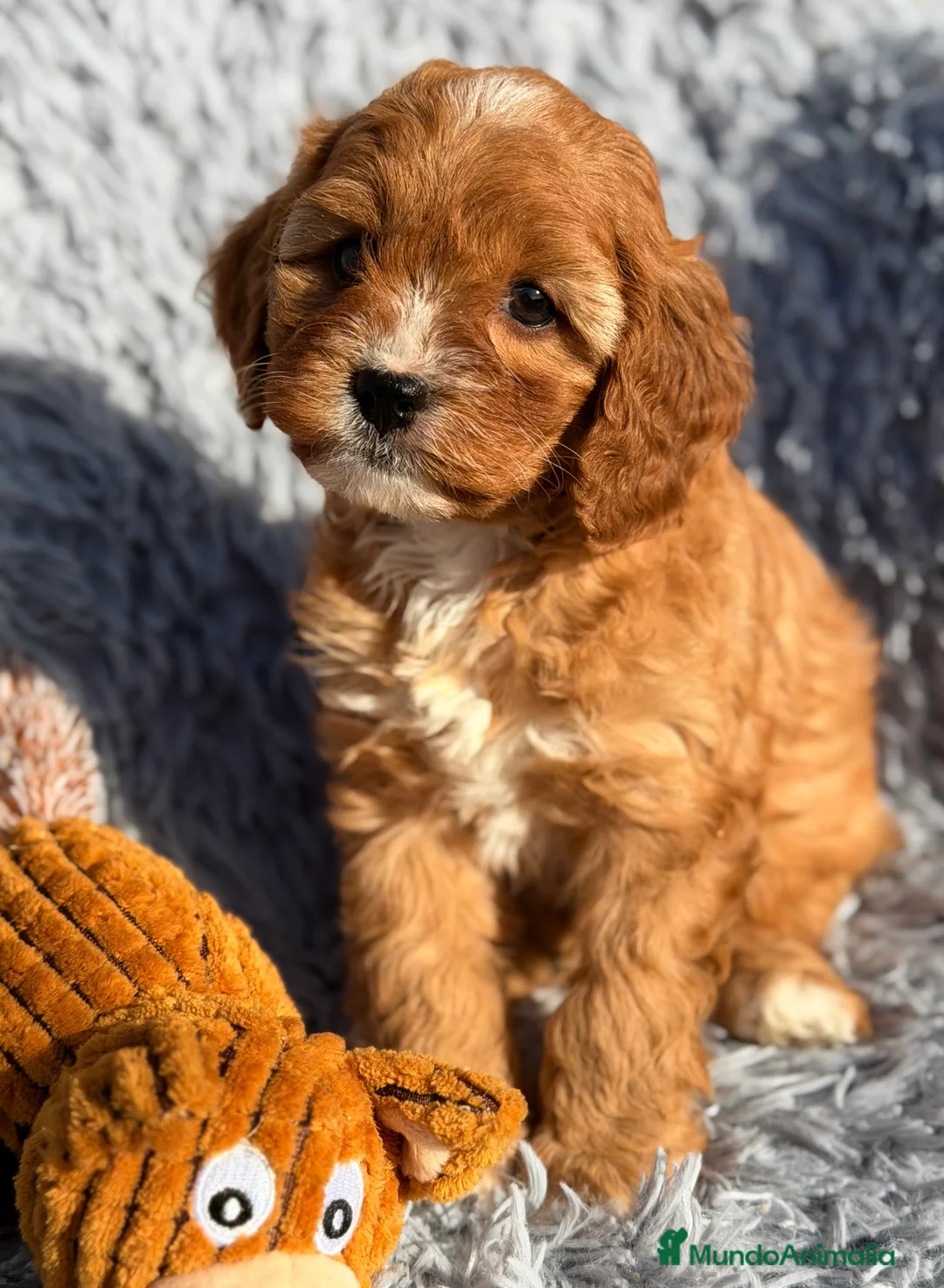 Cavapoo perros en venta: Cavapoo hembra  - Anuncio 9