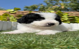 Perro de Agua Español perros en venta: PERRO DE AGUA ESPAÑOL MACHO - Imagen 17