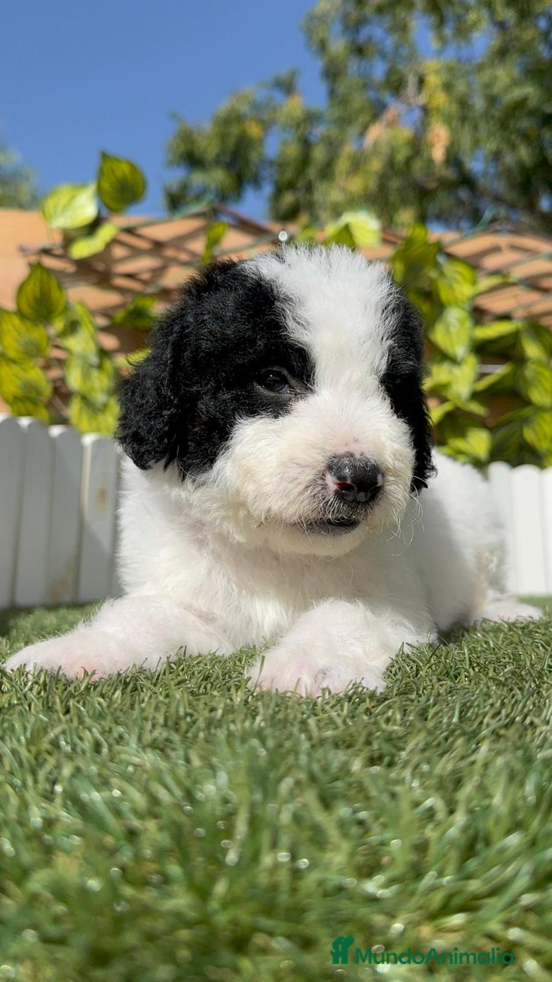 Perro de Agua Español perros en venta: PERRO DE AGUA ESPAÑOL MACHO - Imagen 17