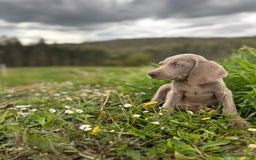 Weimaraner perros en venta: Braco de weimar. Último cachorro  - Imagen 4