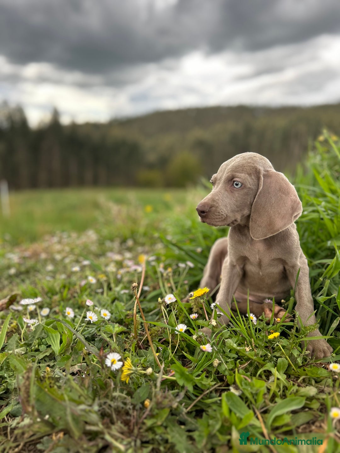 Weimaraner perros en venta: Braco de weimar. Último cachorro  - Imagen 4
