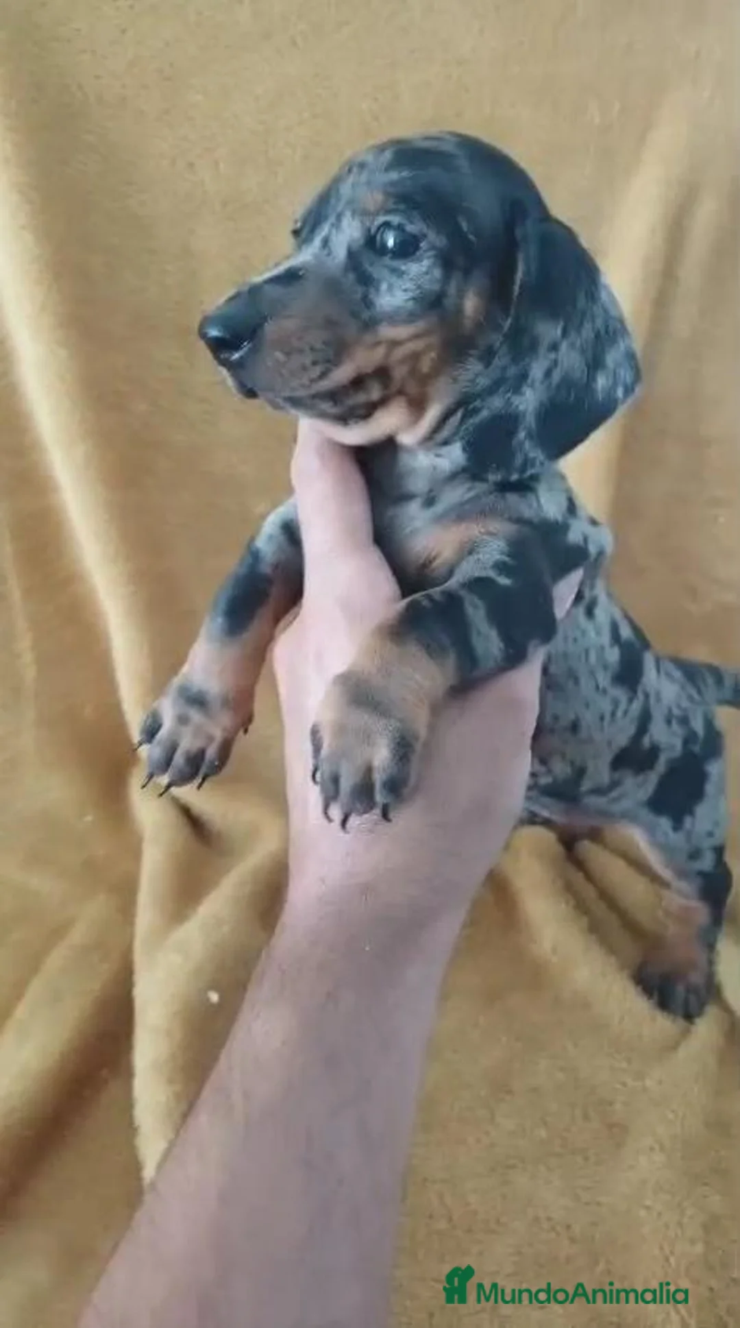 Teckel Miniatura perros en venta: Teckel Mini Arlequin  - Anuncio 2