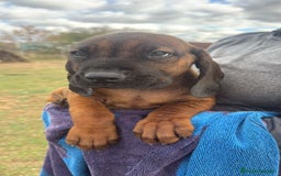 Sabueso de Sangre de Baviera perros en venta: Cachorro sabueso de Baviera  - Imagen 2