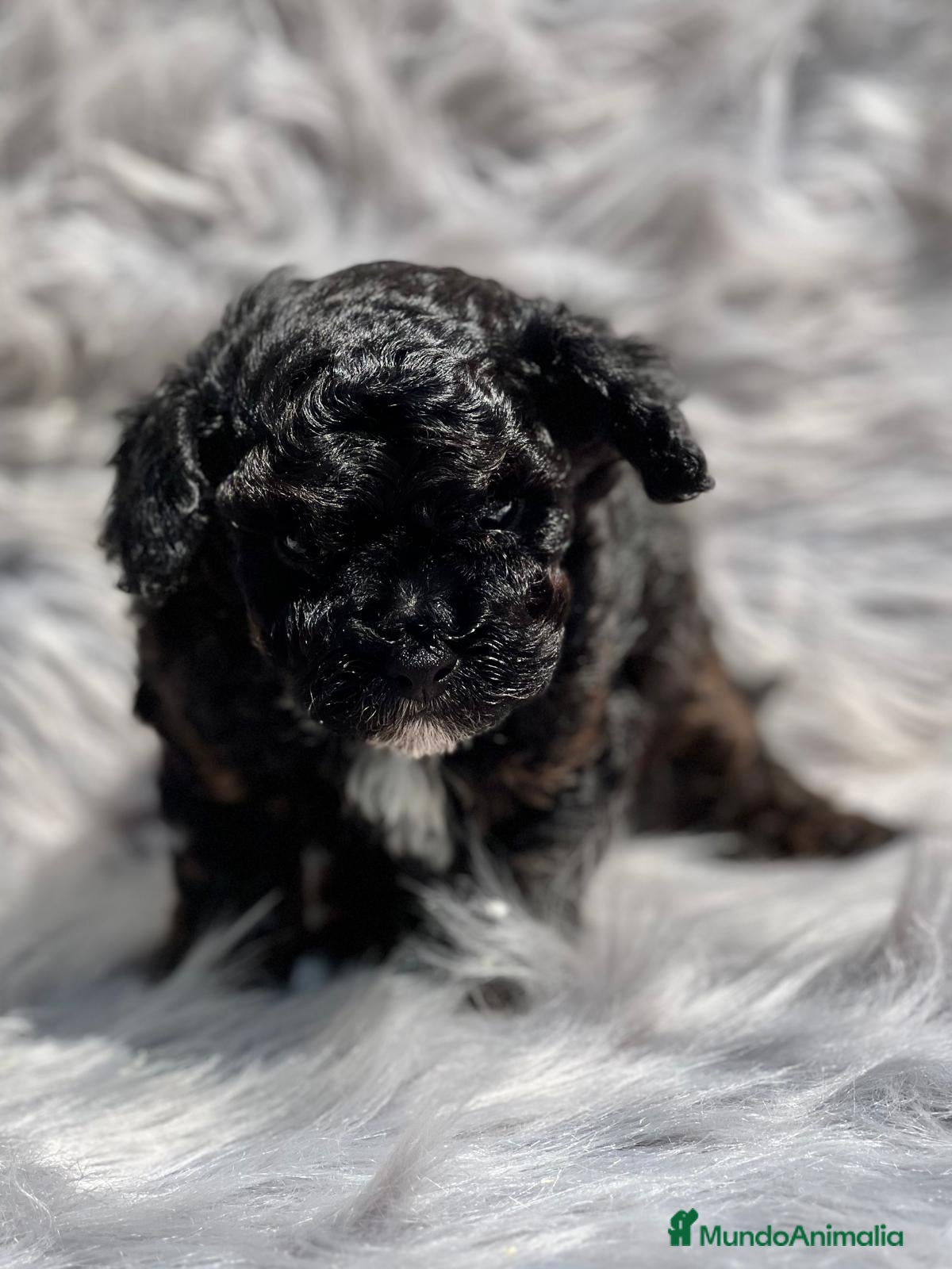 Caniche Toy perros Caniche toy en Barcelona - Anuncio 2