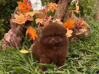 Pomerania perros POMERANIA // COLORES CLÁSICOS Y EXÓTICOS - Anuncio 30