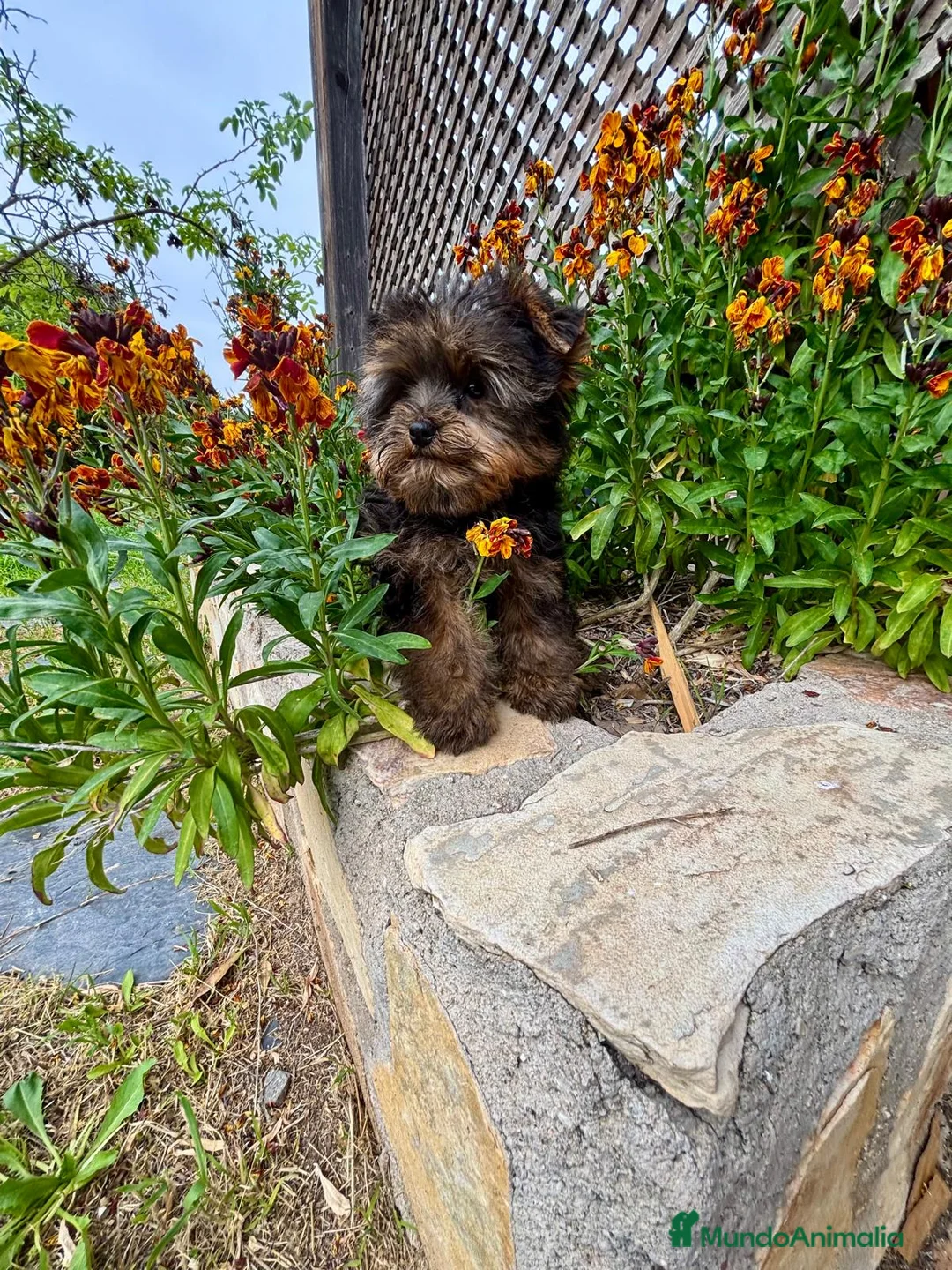 Yorkshire Terrier perros en venta: Yokshire Macho con toda la vacunacion!! - Anuncio 6