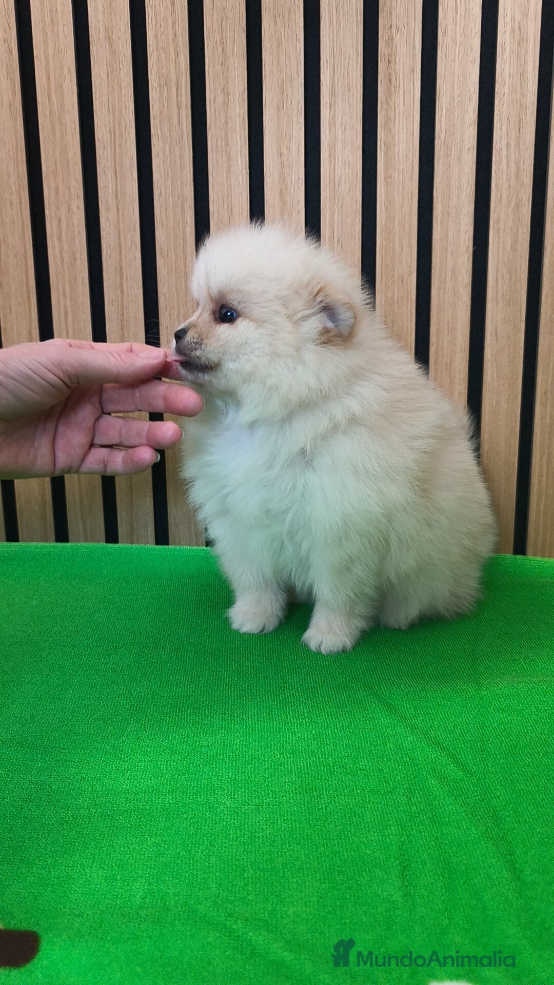Pomerania perros en venta: Pomerania TOY Crema hembra ♀️♀️ - Anuncio 4