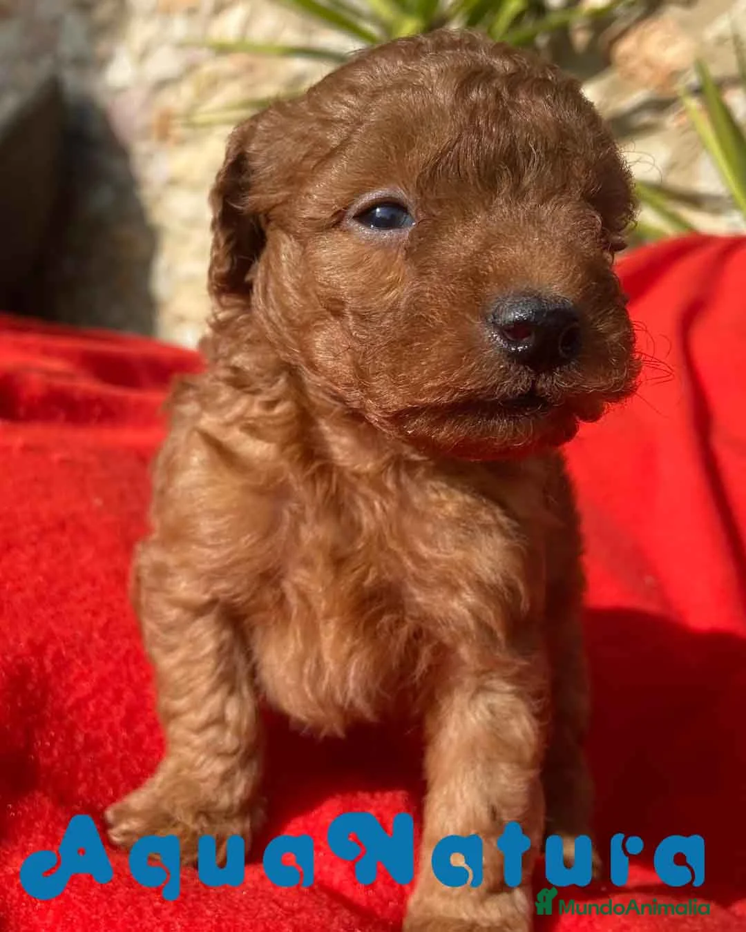 Caniche Toy perros en venta: Caniche Macho 7349 de Camila - AQUANATURA en Barcelona - Anuncio 3